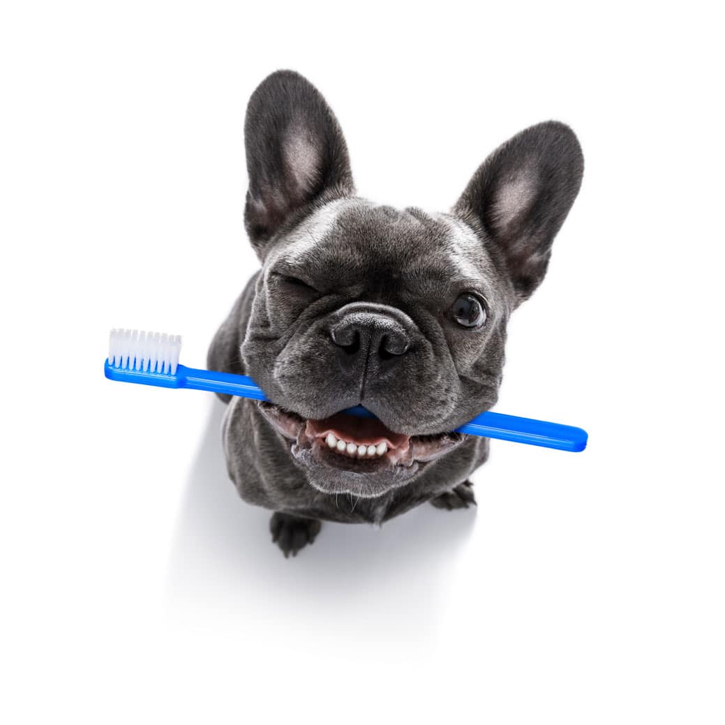 higiene bucodental para mascotas en malaga
